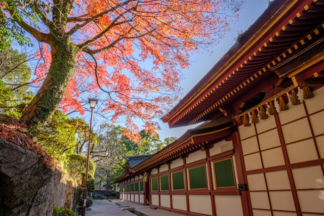 高野山の紅葉2024ライトアップは何時から何時まで？駐車場の混雑予想も紹介！