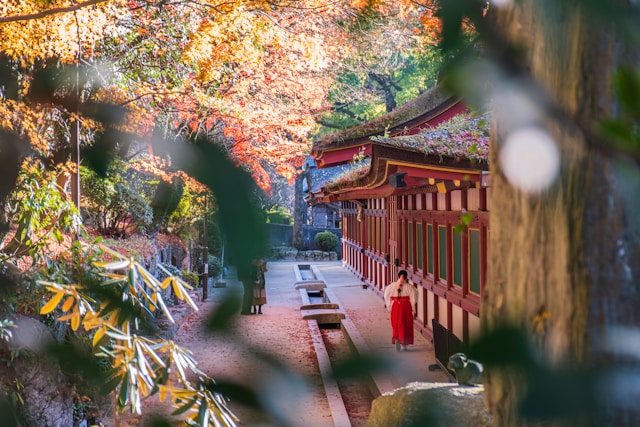 高野山の紅葉2024ライトアップは何時から何時まで？駐車場の混雑予想も紹介！